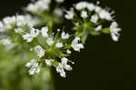 Sweet cicely <BR>Anise-root <BR>longstyle sweetroot